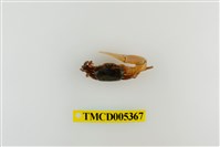 藏品(乳白南方招潮蟹)的圖片